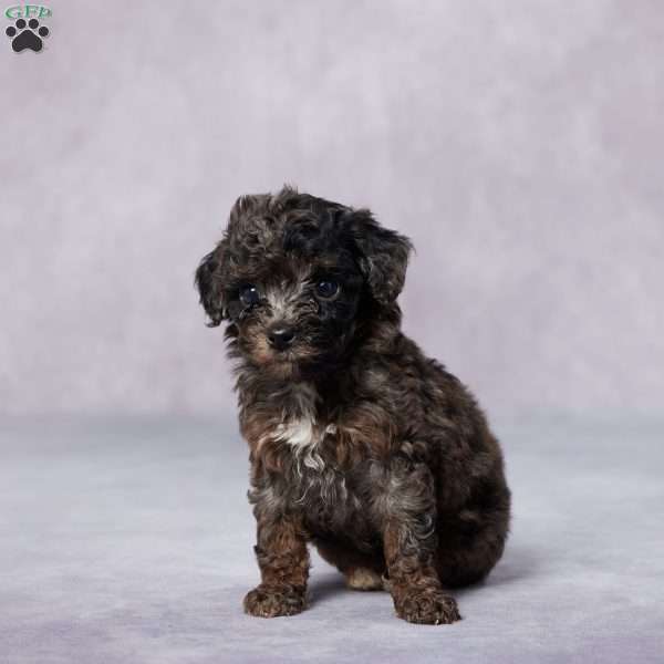 Ruby, Toy Poodle Puppy